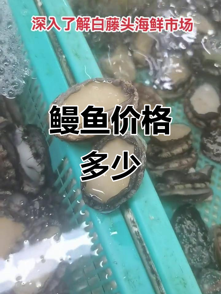 鳗鱼价格大揭秘:一斤多少钱?