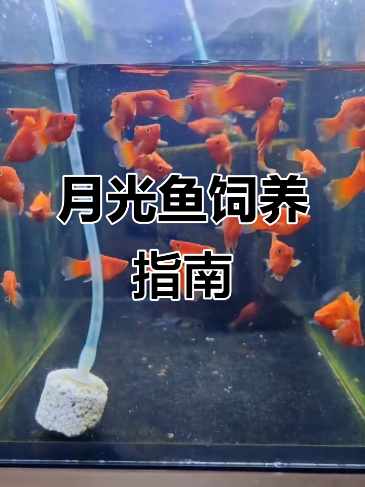 月光鱼：小型热带观赏鱼的养殖技巧与繁殖能力