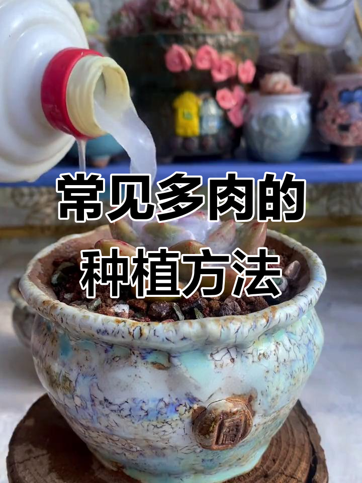 新手必知!这些多肉植物养护技巧,轻松种出美丽老庄