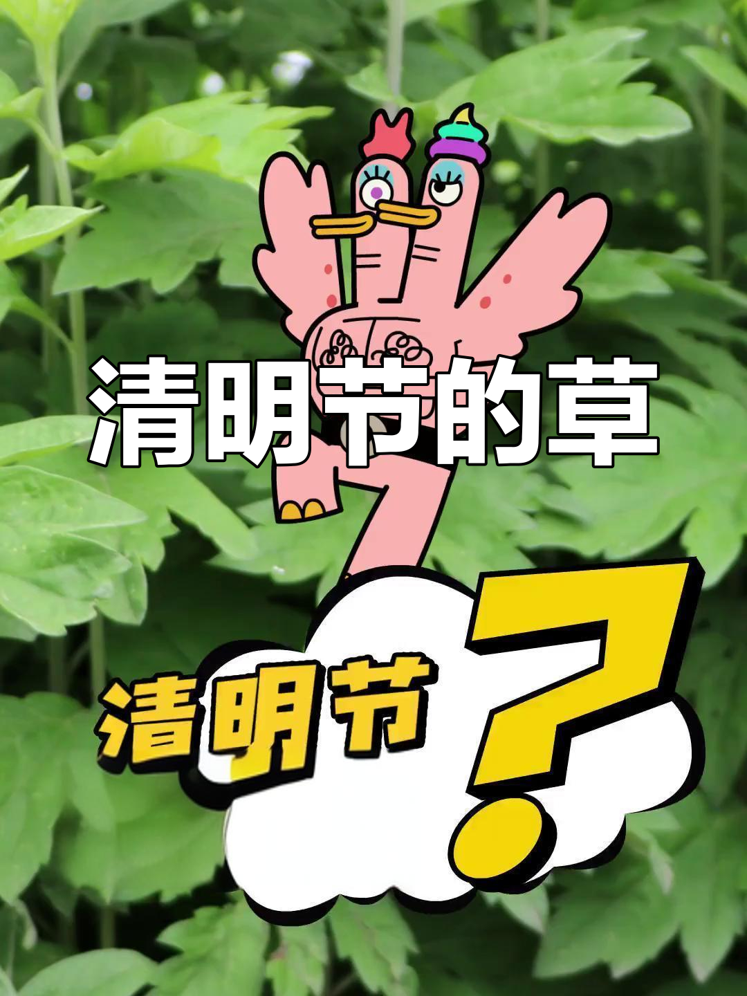 清明节吃青团,艾草的神奇功效