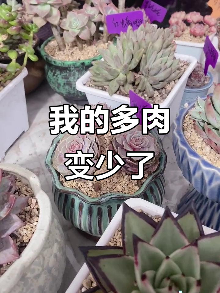 多肉植物养护心得:从浇水到根部的变化
