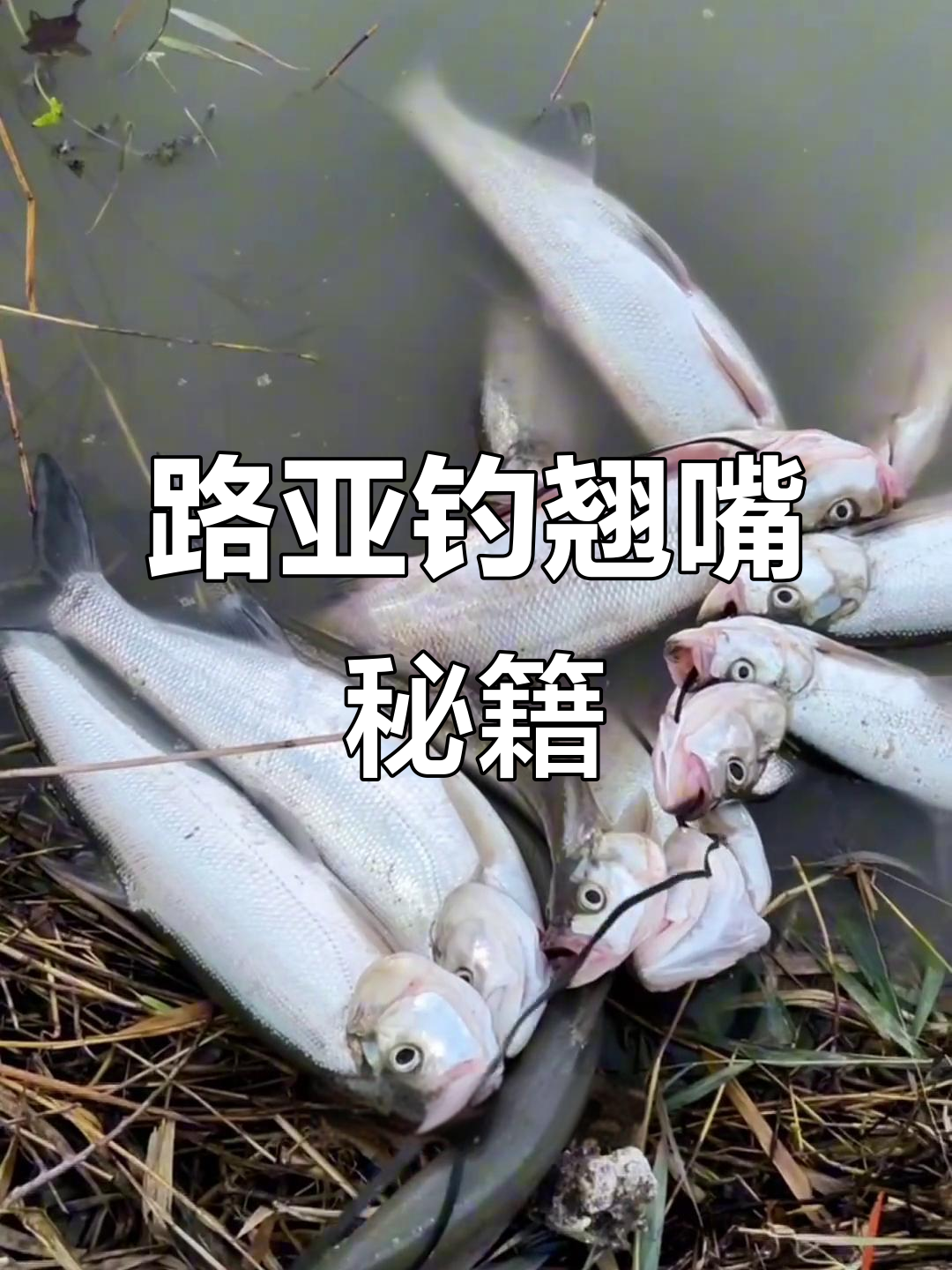 翘嘴钓鱼全攻略,从入门到精通,轻松掌握技巧!