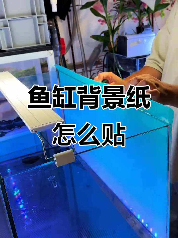 鱼缸背景纸贴法全攻略，轻松打造完美效果