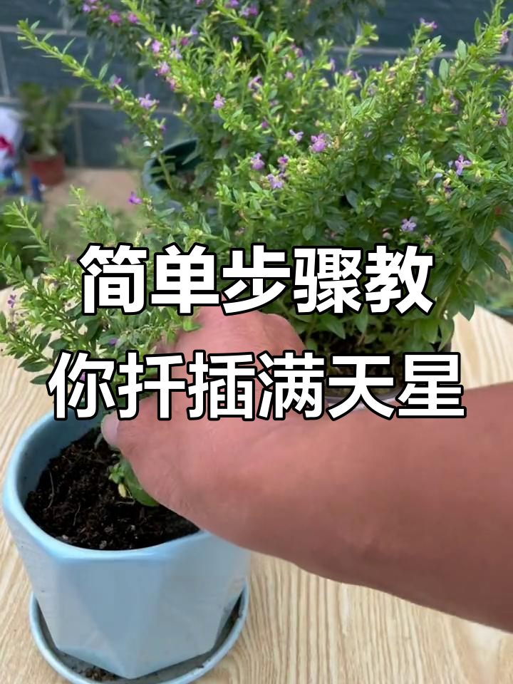 满天星扦插技巧,轻松学会生根方法