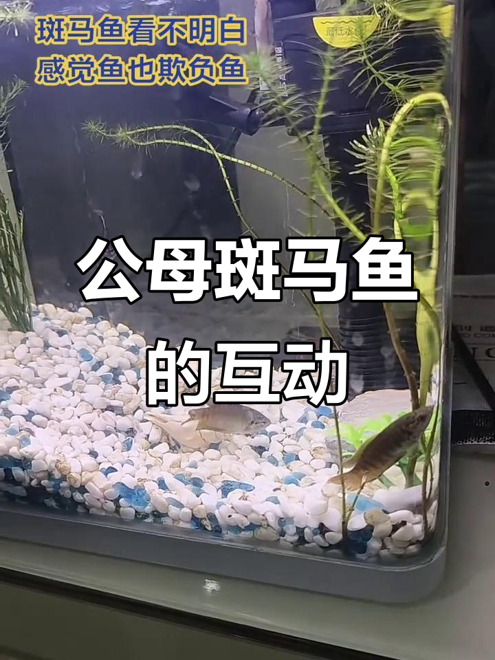 斑马鱼交配季节,公母比例失调?