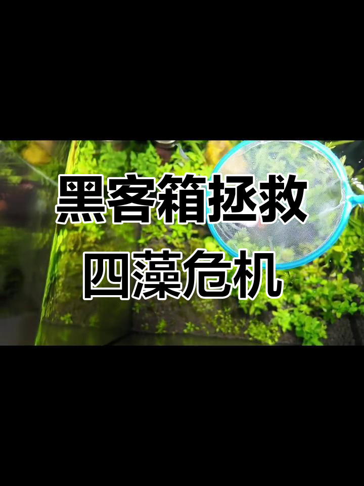 黑壳虾救鱼缸,过水消毒大作战