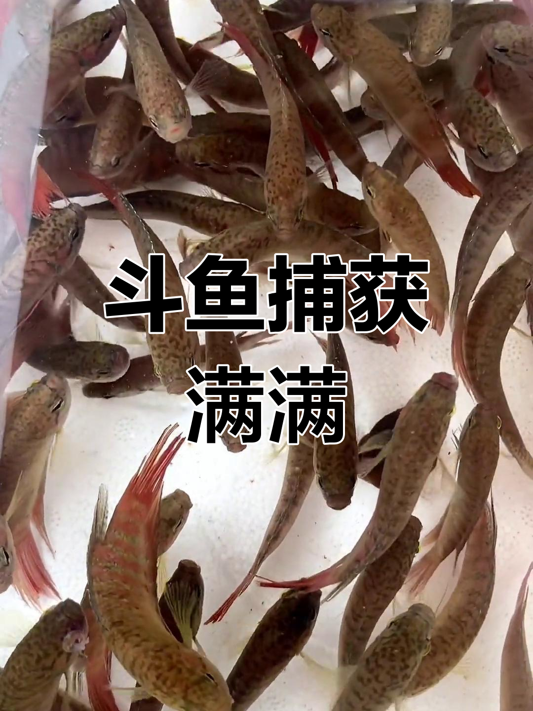 降温来临,斗鱼捕捞大丰收!原生缸里的新成员