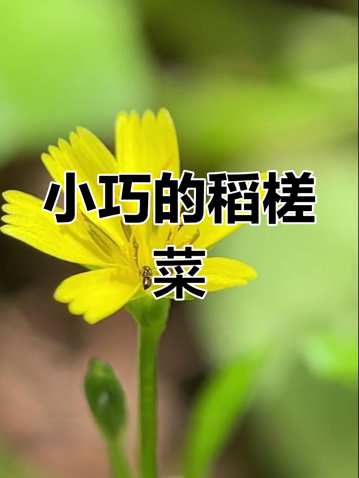 迷你花海中的稻槎菜,小巧却能食用和药用