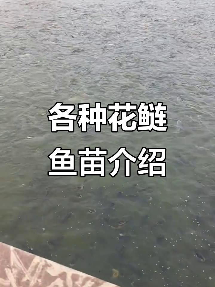花鲢鱼苗品种大揭秘：芝麻花、灰鲢与大头鲢子