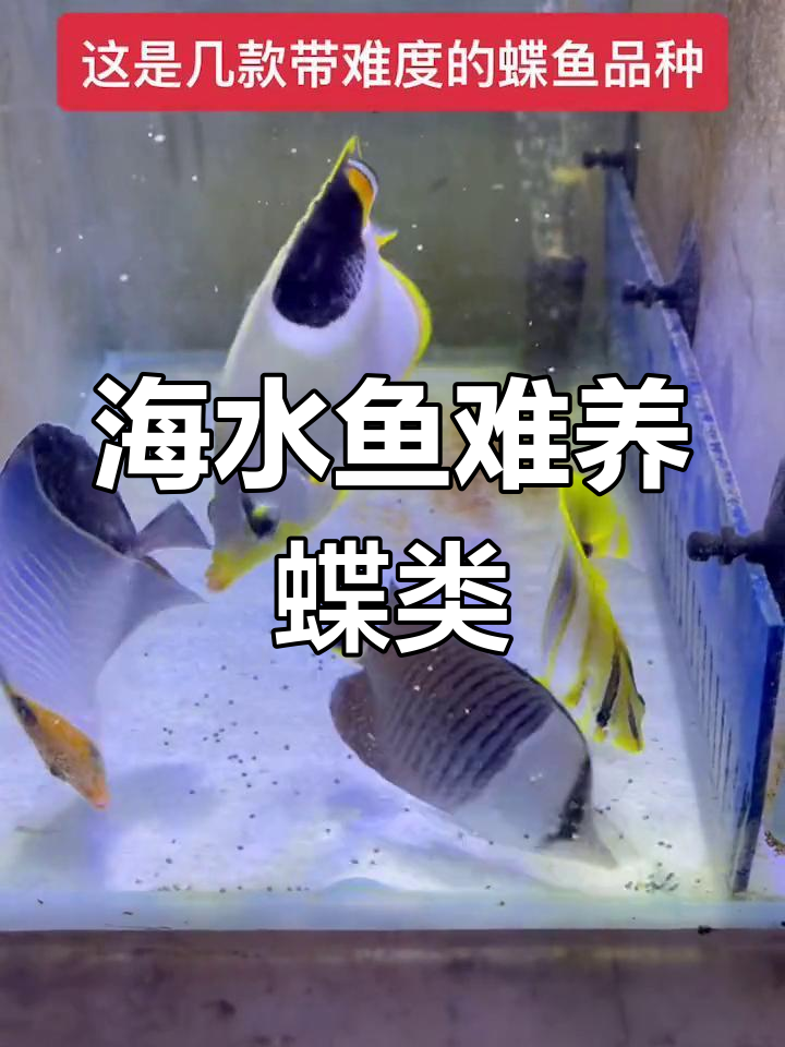 海水鱼蝶类喂食技巧