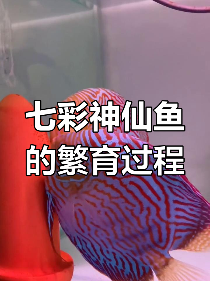 七彩神仙鱼繁殖揭秘:从产卵到孵化全过程