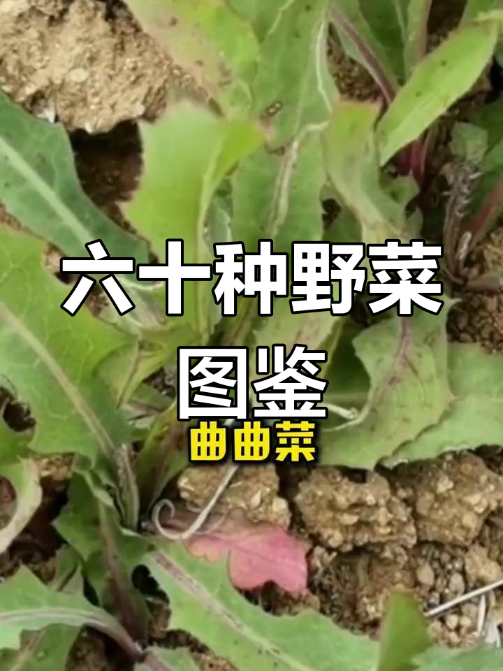 60种常见野菜大揭秘,看看你吃过几种?