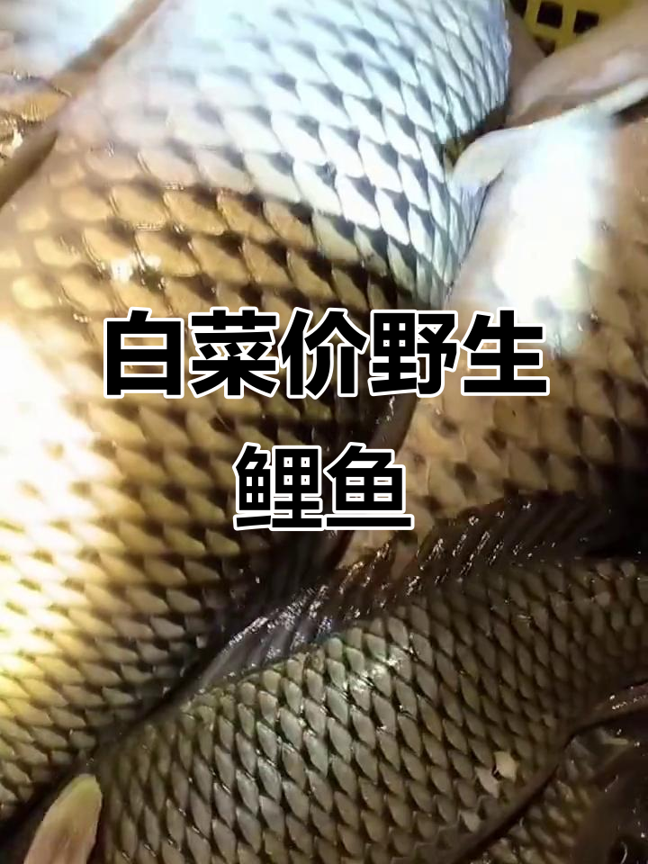 野生鲤鱼大丰收,鳞片清晰可见,价格超实惠
