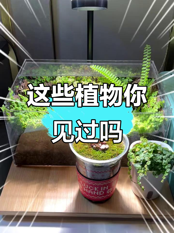 走进微景观,认识这些神奇植物