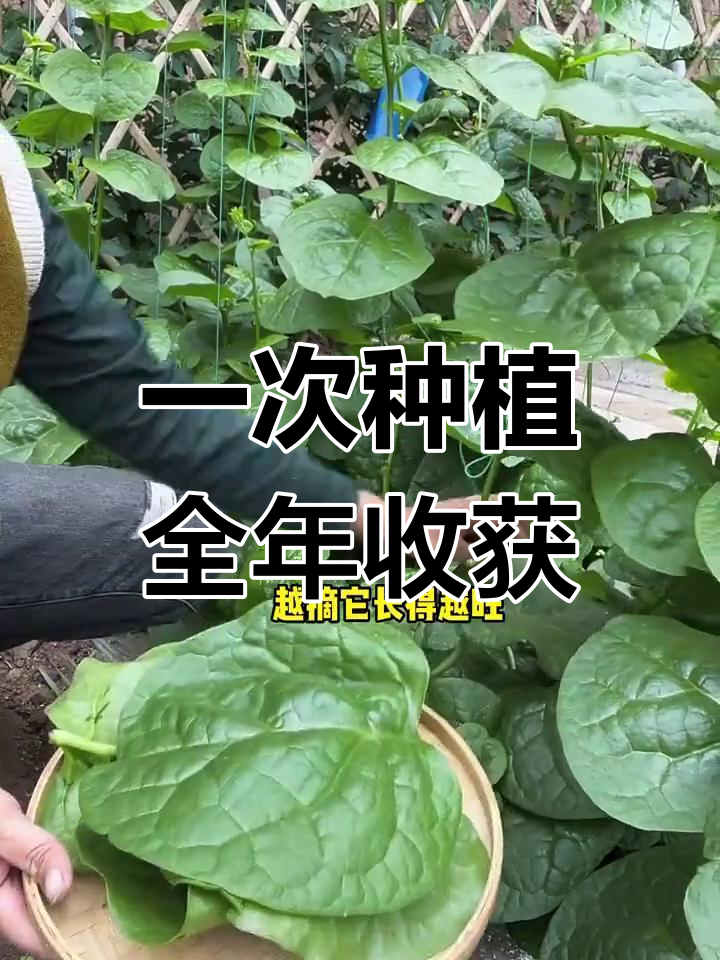 大叶木耳菜:种一次吃一年,营养丰富超乎想象