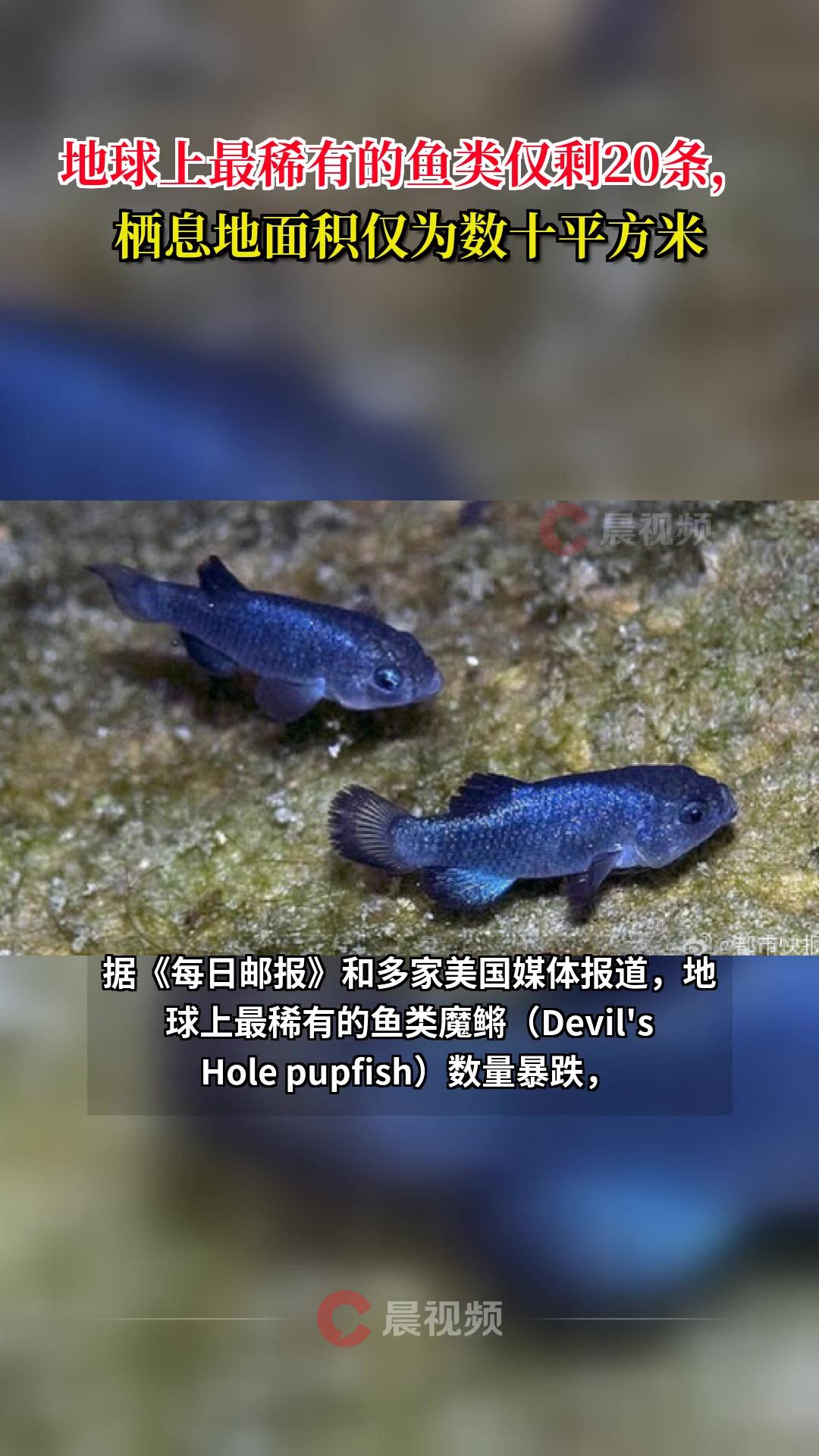 地球上最稀有的鱼类仅剩20条,栖息地面积仅为数十平方米