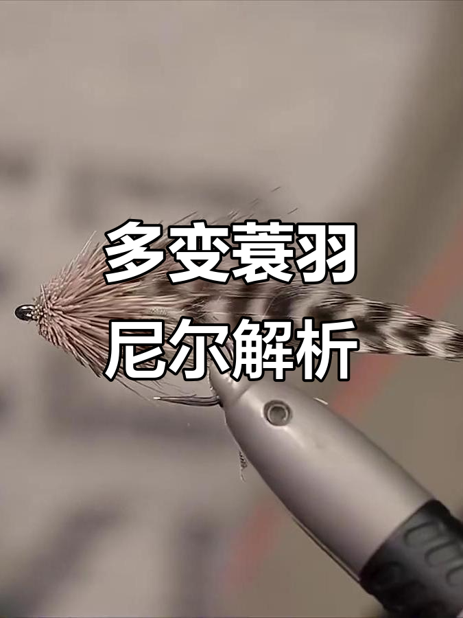 蓑羽爬地虎鱼尼尔:从鹿毛到多变翅膀的演变