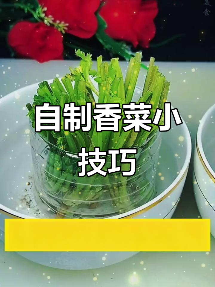 香菜根变新鲜,水培法让你一冬天都有香草味