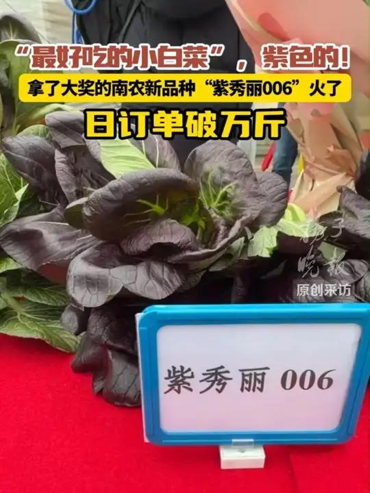 “最好吃的小白菜”是紫色的!获得大奖的南农“紫秀丽006”火了