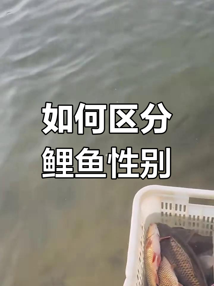 鲤鱼妈妈公母分辨,看这里!