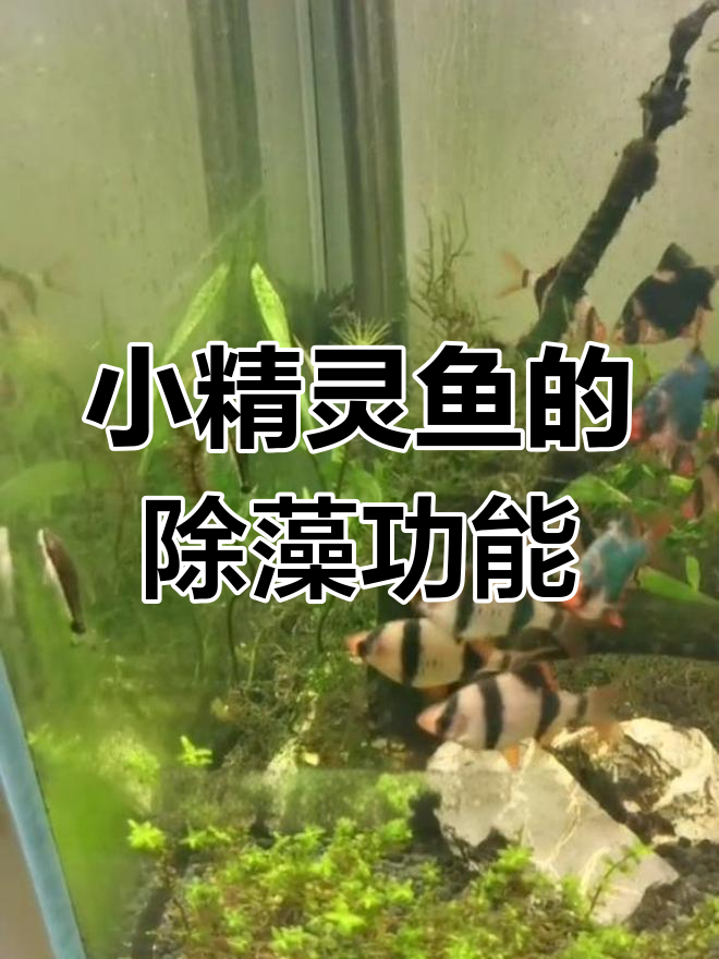 小精灵鱼轻松除藻,水族箱清洁新宠