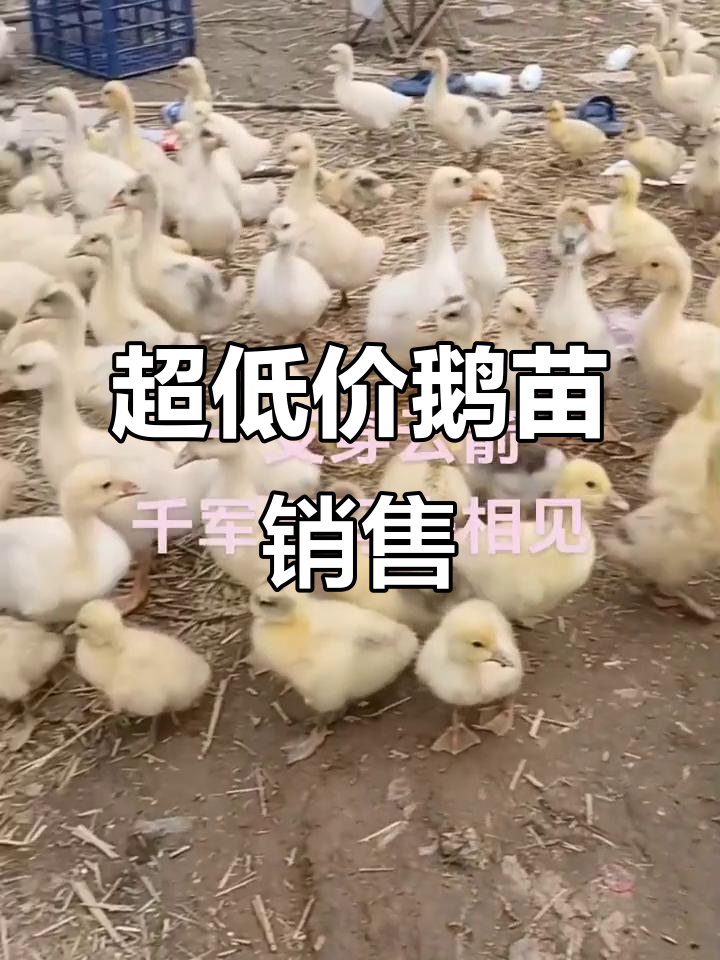 2斤—2.5斤鹅苗出售,超值优惠等你拿