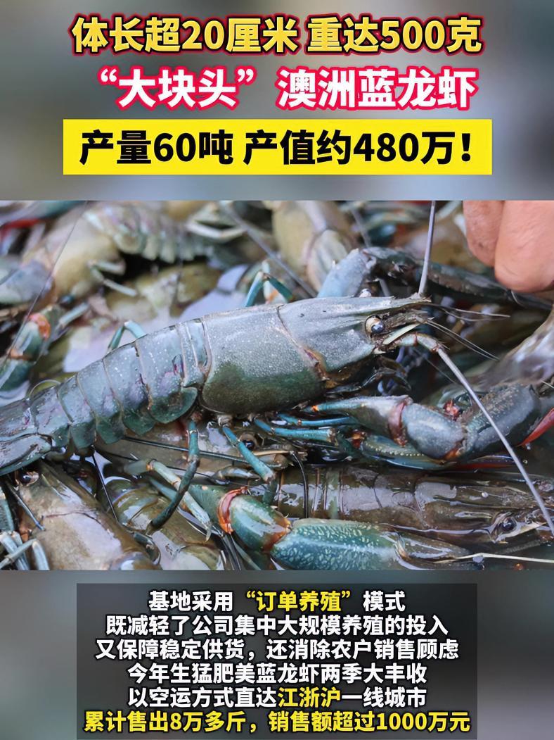 体长超过20厘米、个体可达500克的“大块头”蓝龙虾你见过吗?澳洲蓝龙虾 澳龙养殖 三农 