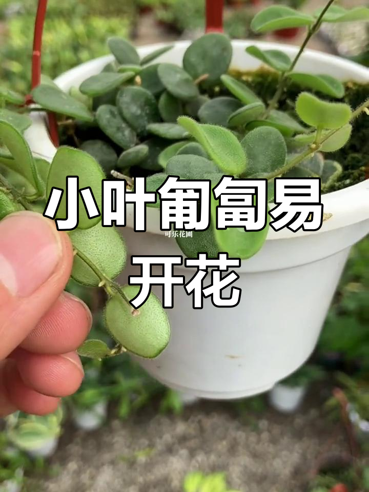 匍匐球篮开花容易,小叶品种更可爱