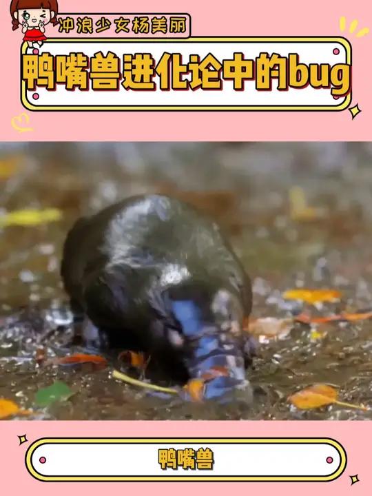 鸭嘴兽,一种达尔文见到都会懵圈的动物 鸭嘴兽 动物世界 动物科普 冷知识