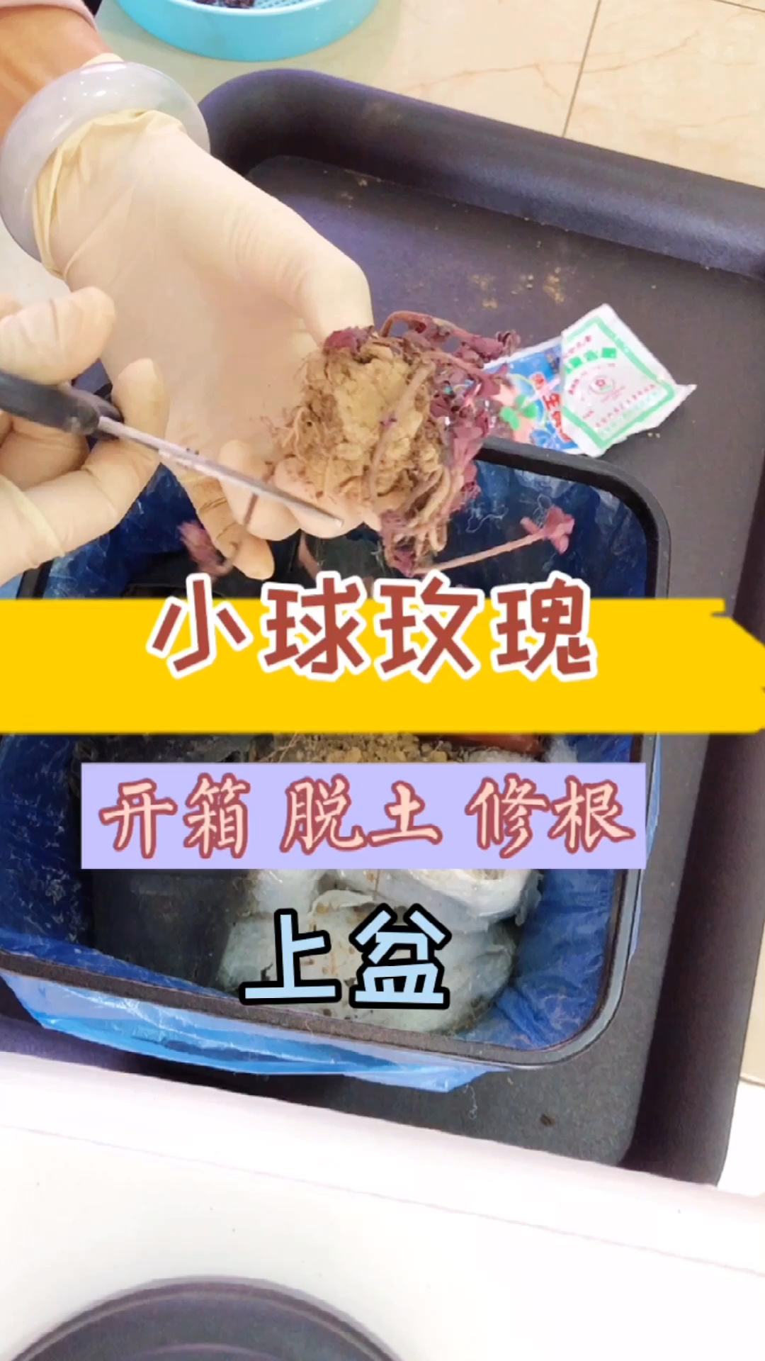 多肉 小球玫瑰开箱 修根 上盆