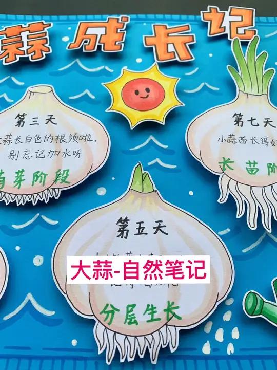 大蒜生长观察日记,自然笔记之大蒜成长记,来咯,一起画吧 简洁好看的自然笔记立体画款,和孩子