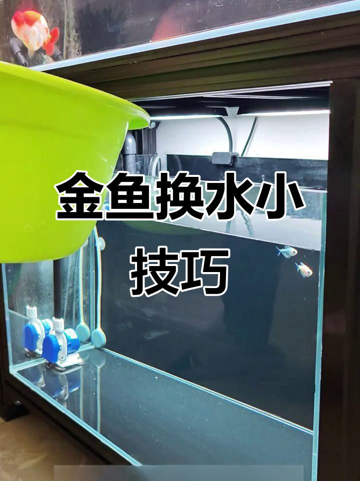 兰寿金鱼换水有诀窍,晒水后再更换,避免直接用自来水