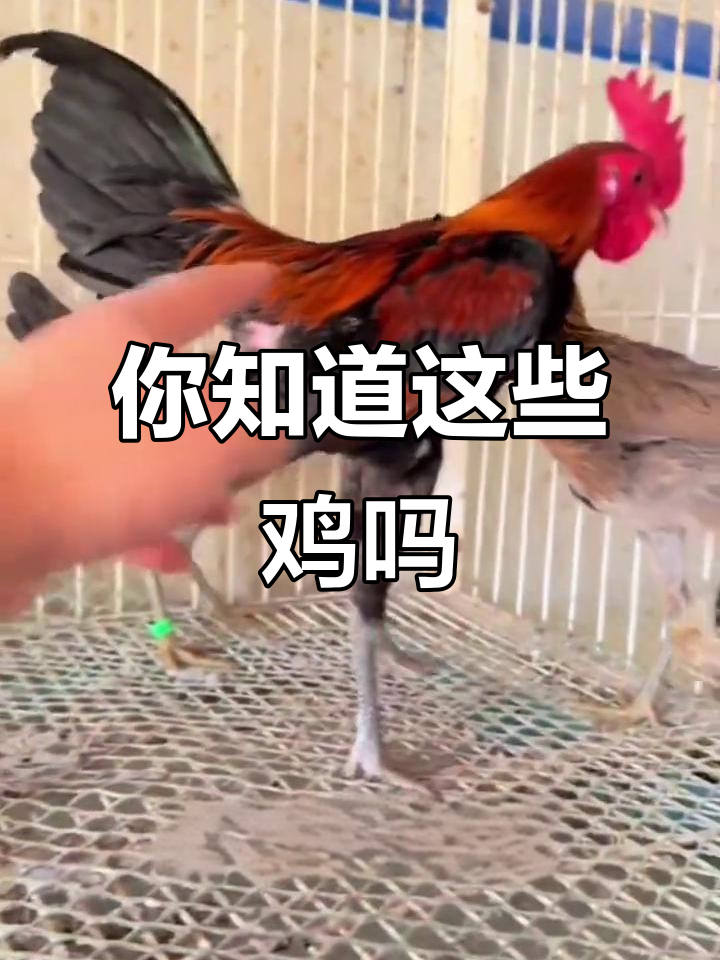 各种鸡的品种大揭秘,你认识几种?