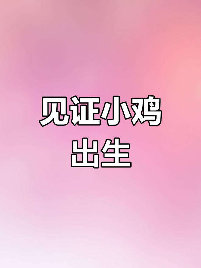 小鸡破壳全过程,生命奇迹的诞生