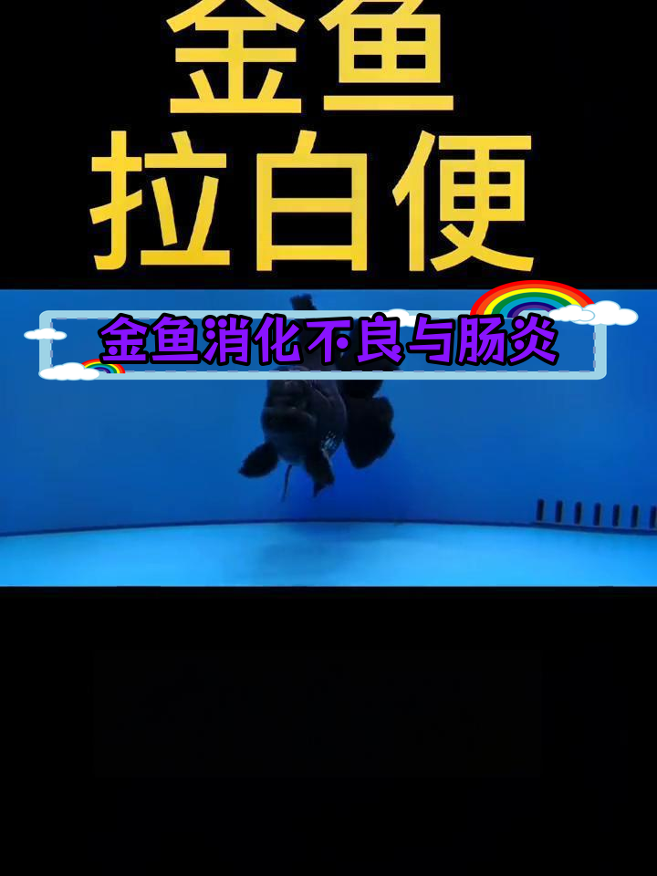 金鱼拉白屎的原因及治疗方法