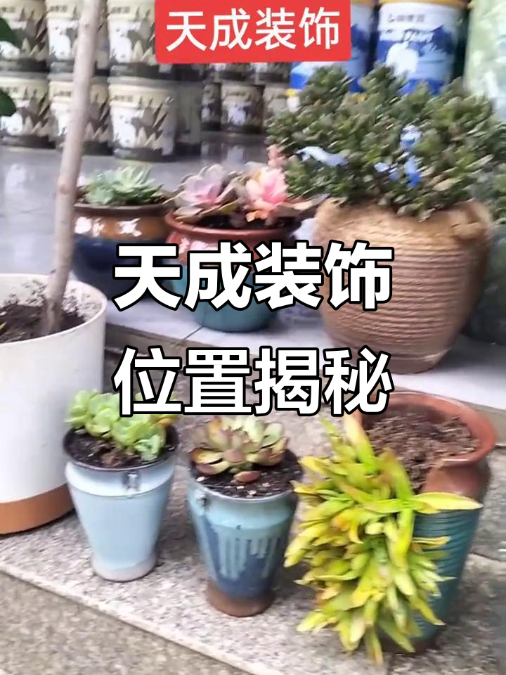 天成装饰隐藏在超市与门窗店之间，多肉植物作标志
