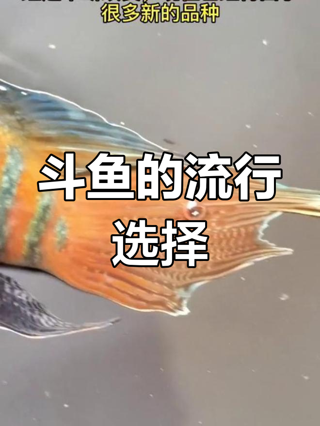 斗鱼新品种层出不穷,普叉依旧是最受欢迎的选择