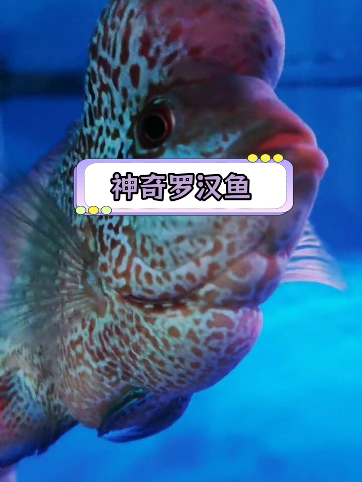 罗汉鱼头裂开,纹路未现