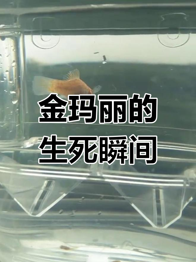 今天金玛丽鱼妈妈顺利产下19条小宝宝,一条不幸离世