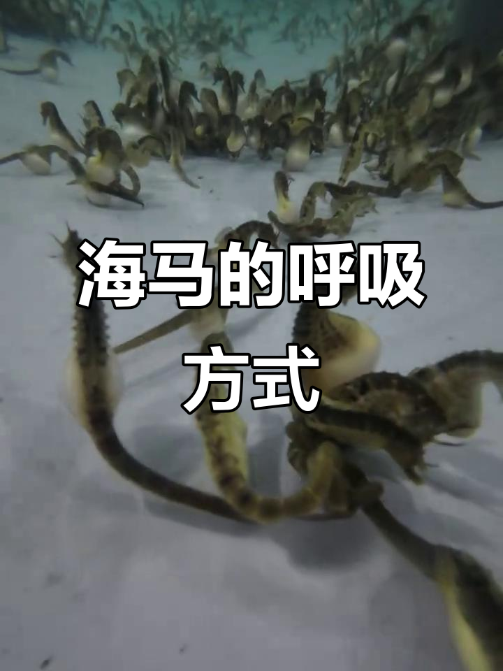 海马如何通过鳃呼吸?揭秘鱼类气体交换的奥秘