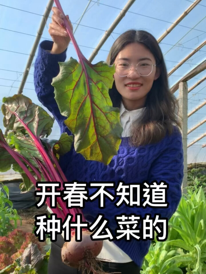 红叶甜菜他是一款先吃叶在吃根的菜