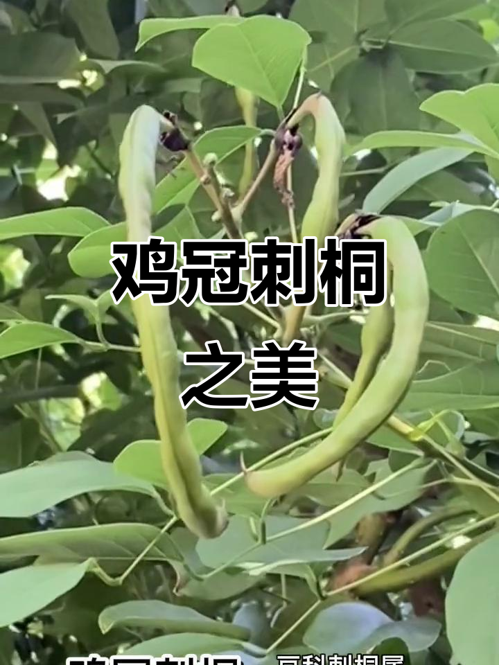 鸡冠刺桐,红花与荚果交织,美丽又具药用价值