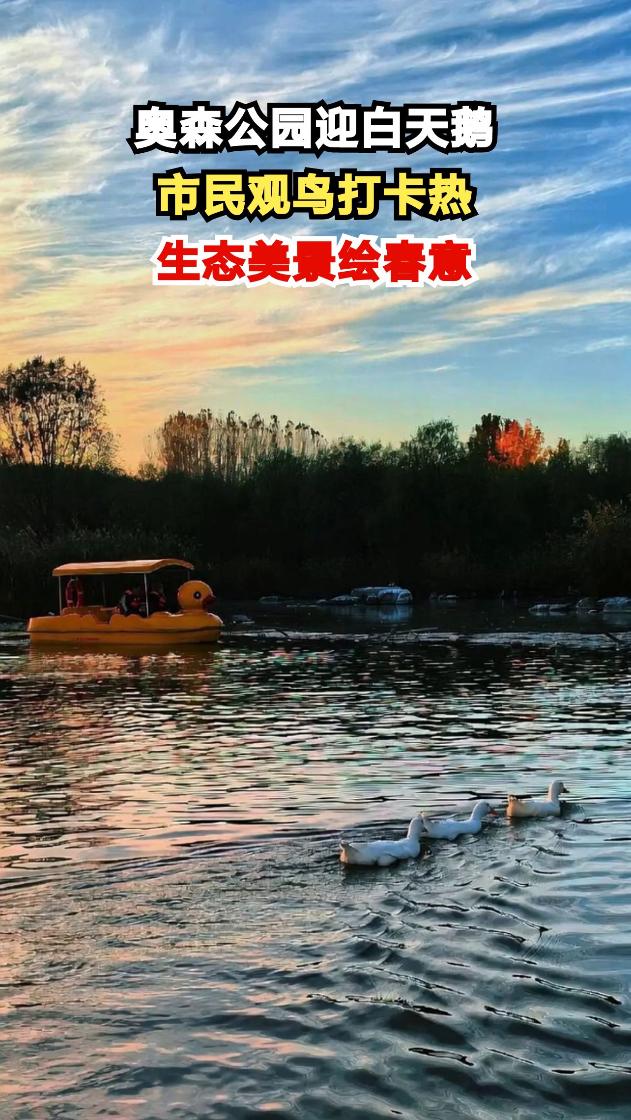 北京奥森公园惊现六只白天鹅,市民纷纷驻足观赏,你见过吗?