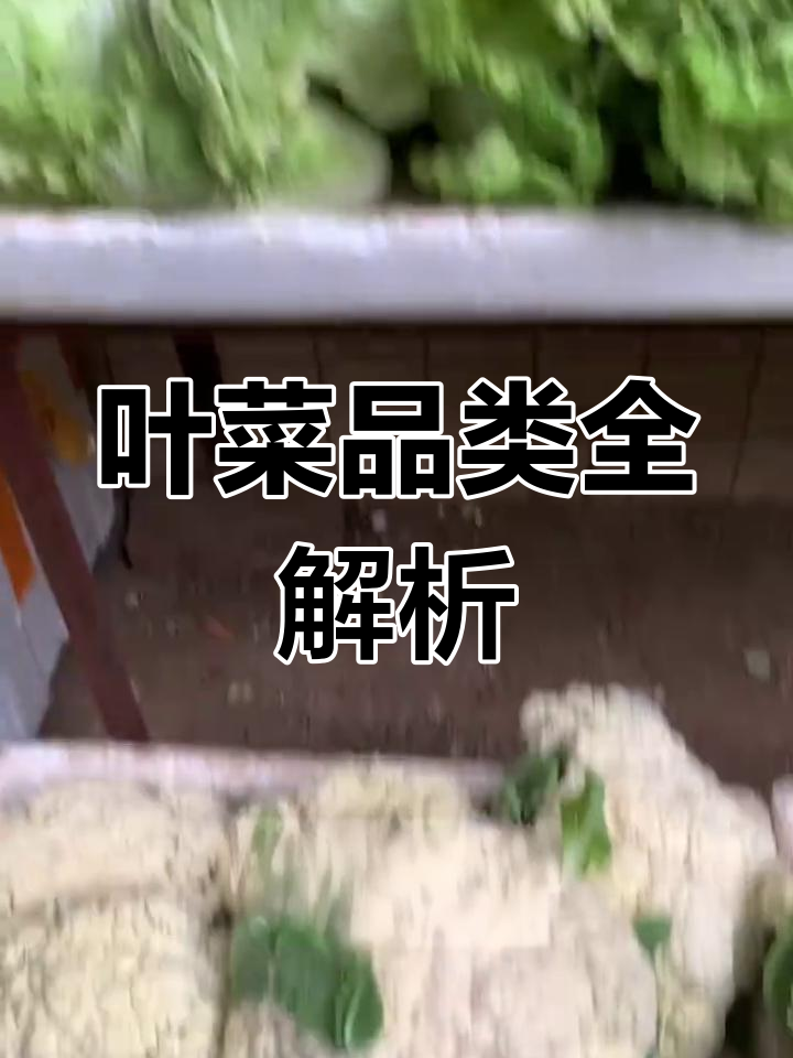 叶菜类蔬菜品种大揭秘,摆摊卖菜的必备清单