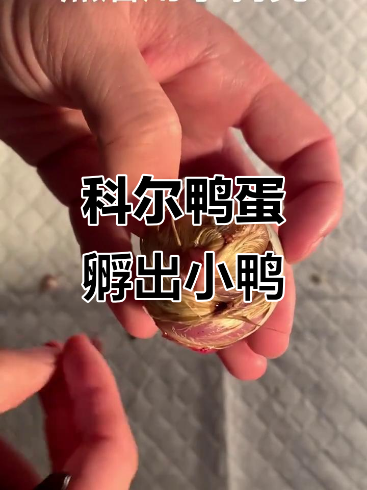 朋友送的科尔鸭蛋，26天辛苦孵化终于迎来小生命