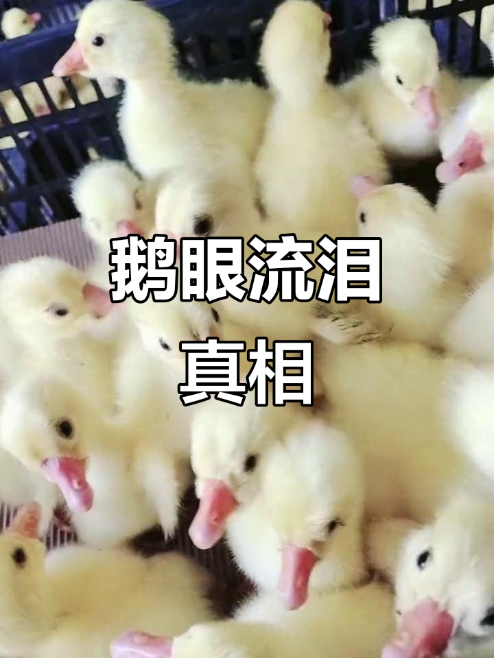五龙鹅眼角有缺口,流泪是正常现象,别误以为是感冒!