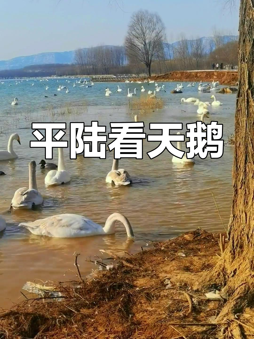 运城平陆大天鹅景区:近距离观赏天鹅的绝佳去处