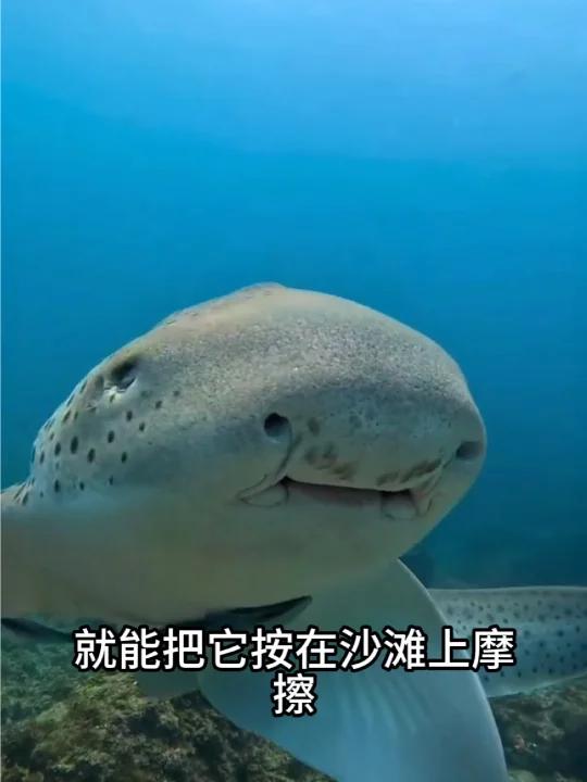 一口气看完14种鲨鱼，有你打过的吗？