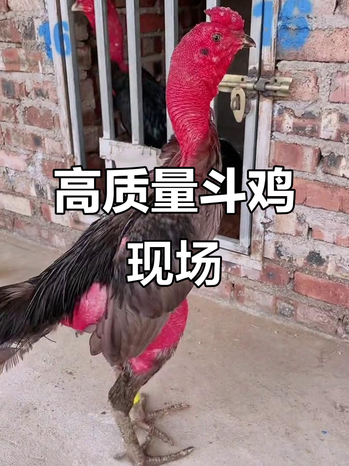 越南斗鸡文化大揭秘:灰系列精品展示