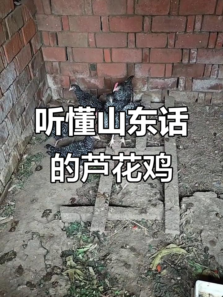 山东汶上芦花鸡：听不懂人话的乌，太可爱了！